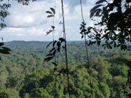 La forêt vue depuis la trijonction. crédit: FM Le Tourneau